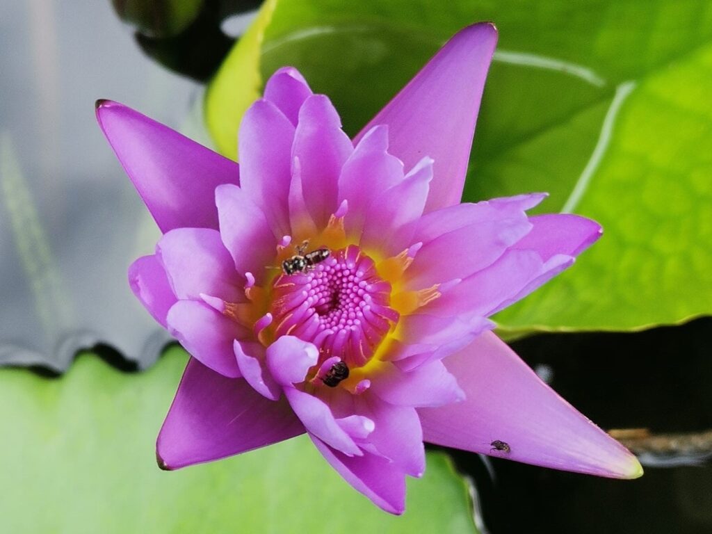 Stingless bees on a flower