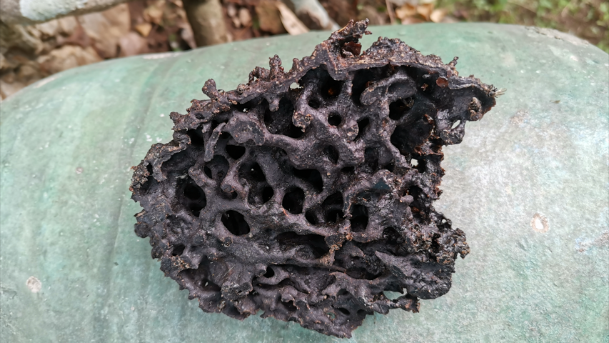 Stingless bee propolis